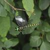 Lifelike Simulation Dragonfly Insect Model 3D Dragonfly Garden cor  Outdoor Hanging Ornament