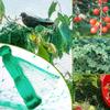 Highly Resilient Green Garden Netting - Protects Against Birds, Deer, and Animals - Ideal for Plants, Fruits, Flowers, Trees