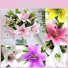 Millet Floare Crin Artificială Realistă 38cm Colorată Strălucitor Buchet de Mireasă