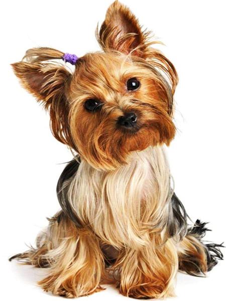 Diamentowe Malowanie Pies Zwierzę Diament Haft Yorkshire Terrier Mozaika Dekoracja Malowanie Diamentami