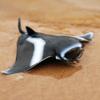 Fish Model Manta Ray Model Miniature Sea Life Action Figurines Ocean Animal Figures  Kids Toy