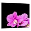 PANEL SZKLANY DO KUCHNI 65x60 Orchidea