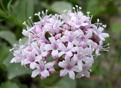 150 Officinale Valerian Seeds - Medicinal Plant - Reproducible Peasant Seeds - Semiwild