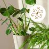 Iron Climbing Houseplant Stem Supports Indoor Plants Climbing Rack Hook  Indoor Outdoor Plants