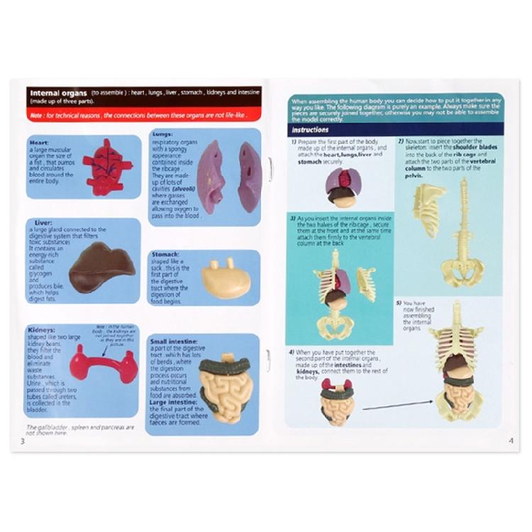 Modèle de Squelette Humain en Plastique Transparent avec Organes et Muscles Amovibles pour Enfants Outil d'Apprentissage Biologique Pratique