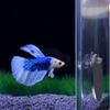Acrylic Fish Exercise Mirror Fish Tank Ornament Fish Training Mirror  for Fish Tank