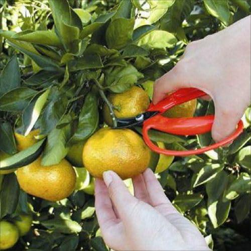 ARS Harvesting Shears with Large Handle and Curved Blade (Packed) 410