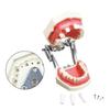 Child Dental Model 28/32 Teeth Model Soft Gum Resin Typodont DP Jaw for Dentist Practice Teaching Studying Demonstration Tools