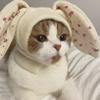 Pink Knitted Dog Hat with Cute Rabbit Ears Autumn Winter Windproof Warmth Pet Cap for Kitten Puppy Earmuffs Cute Headwear