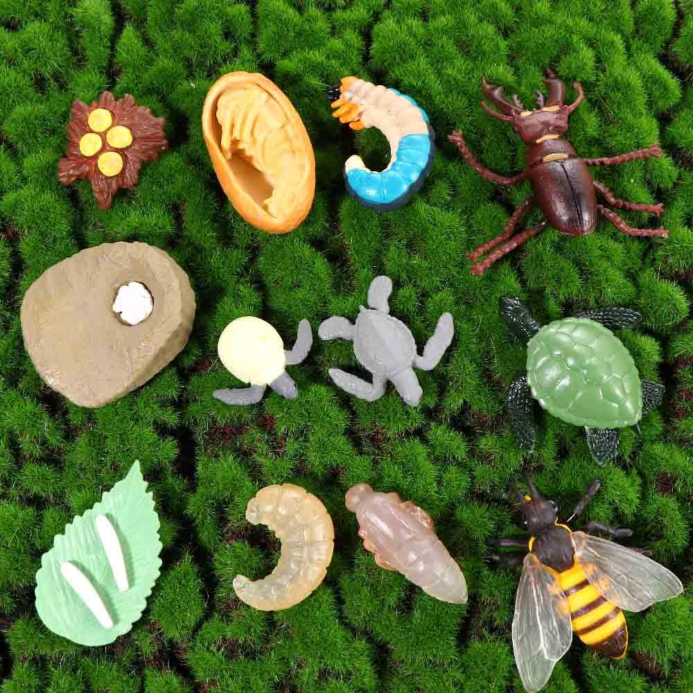 Cycle Teaching Material Life Cycle Figurine Simulation Animals Action Figures Growth Cycle Model