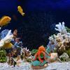 Drifting Bottle Octopuses Aquascaping Stone For Fish Tanks Resin Decorations Safe Lightweight Design