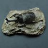 1 Stück Kinderspielzeug Simuliertes Harz Fossil Ornament Kriechendes Terrarium Dekorationen Dekorativer Behälter Landschaft Reptil