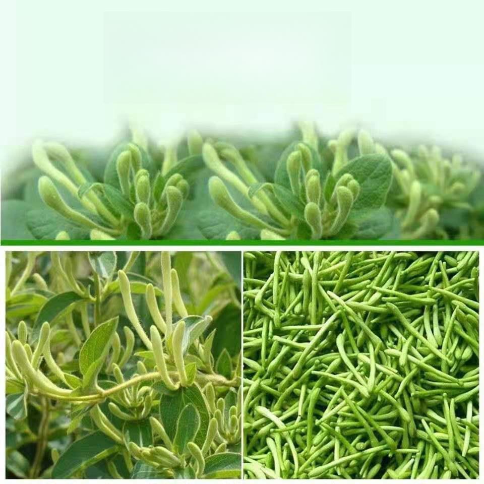 Top Quality 100g Honeysuckle Tea, Selected New Sulfur-free Honeysuckle Tea