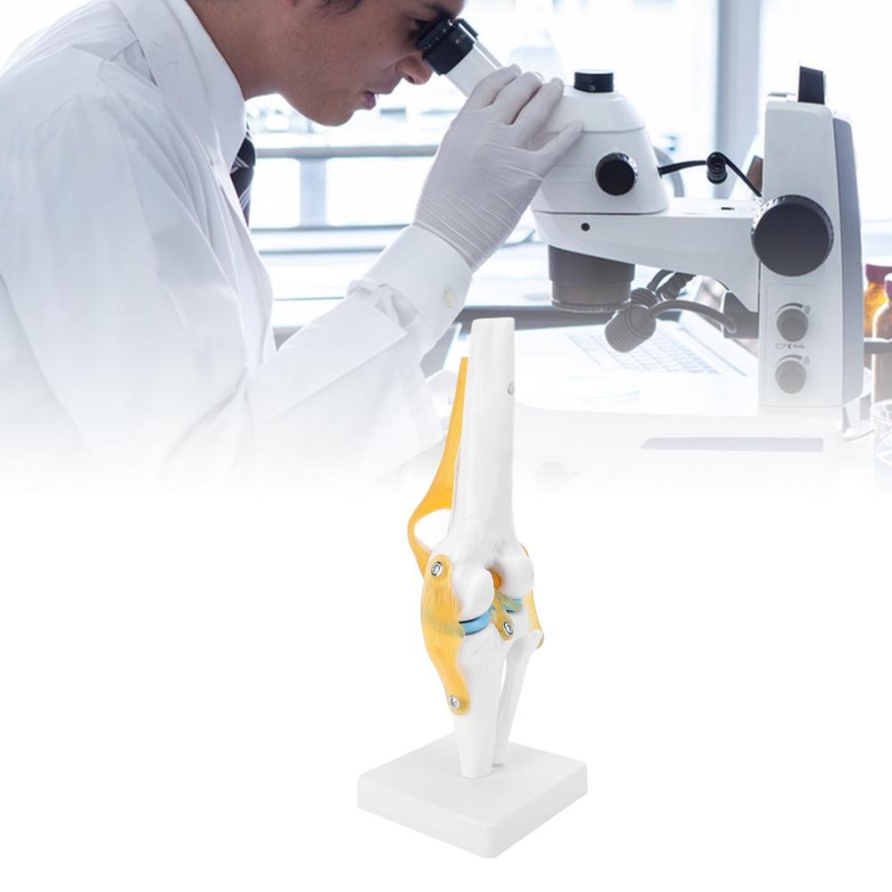 Anatomical Shape Knee Bone Model PVC Functional Knee Ligament Model Doctor Consultation