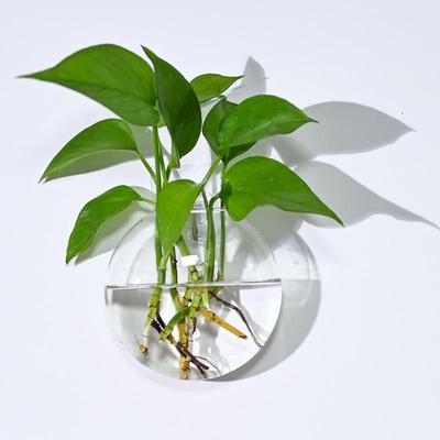 Wandhängendes Glas Pflanzen-Terrarium Behälter Vermehrungsstation Wandmontierte Blumenvasen Luftpflanzen-Terrarium Heim-Büro-Dekor