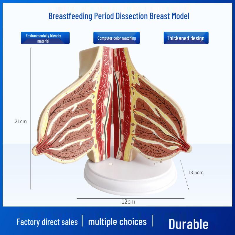 Lactating Woman Breast Anatomy Model for