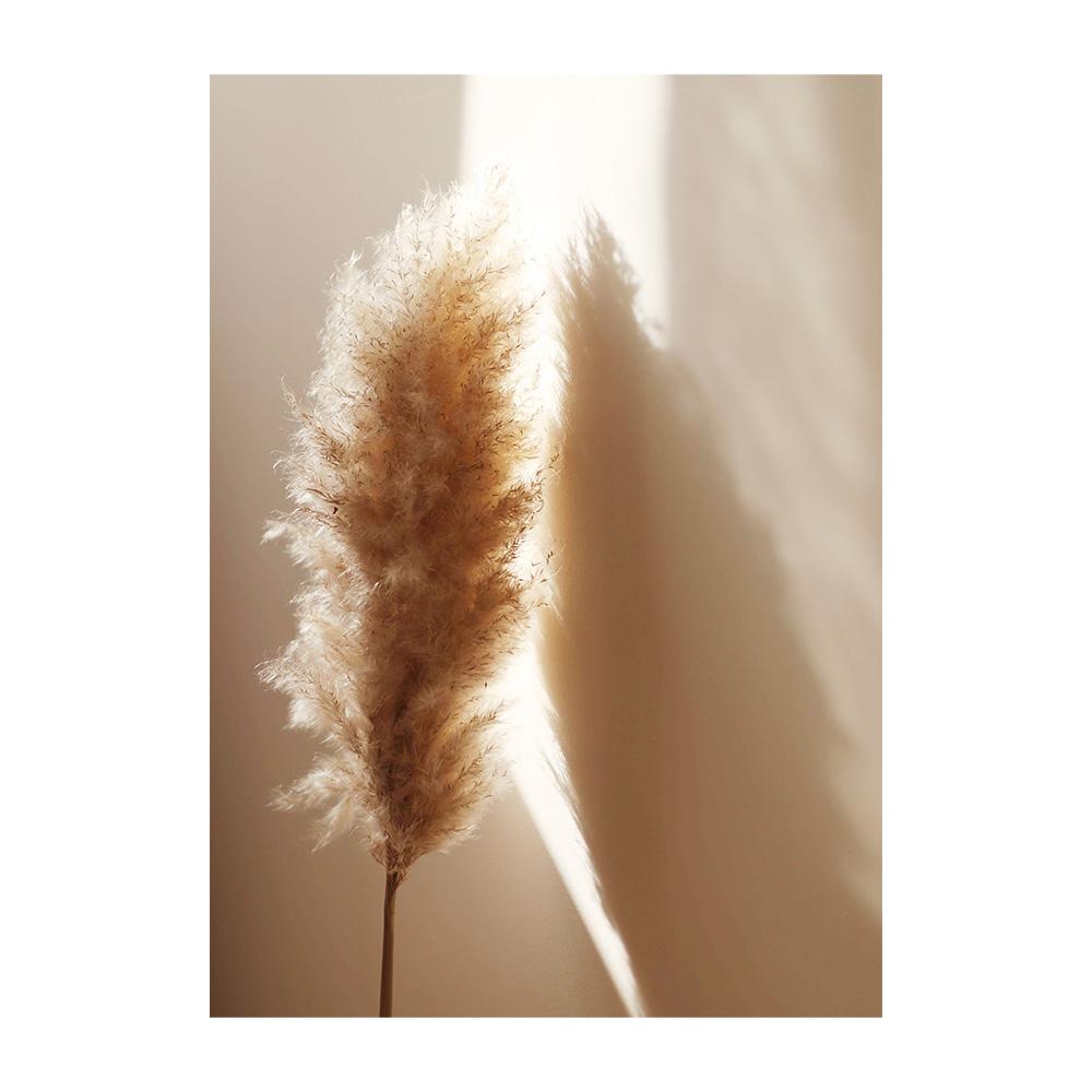 Bej Papură Păpădie Artă de Perete Pictură Floare Uscată Iarbă Plante Imprimeu pe Pânză Nisip Mână Poster Imagini de Perete Nordice Decor Acasă