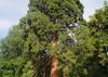 SAFLAX Sequoia gigante della California - 50 semi - Sequoiadendron gigantea