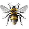 Bees Insects Animals Wall Sticker Toilet Living Room Cabinet Refrigerator Home Decoration Decals Sticker M438