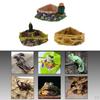 Food Dish Water Bowl Feeder Basin for Amphibians
