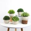 Eucalyptus Plant Pot With Ceramic Cup Realistic And Eye-catching Decoration Various Color Options