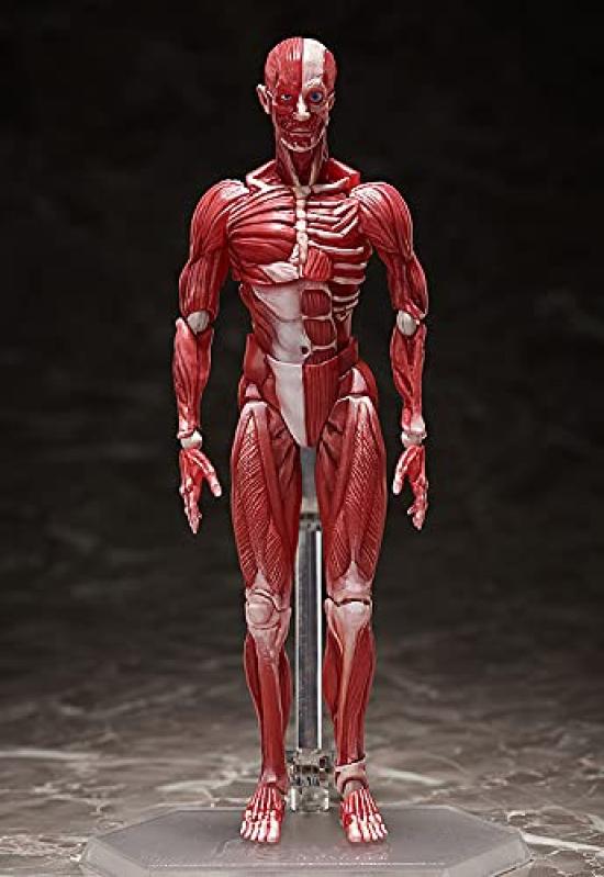 Figma модель человеческого тела раскрашенная подвижная фигурка F51042 нестандартного масштаба АБС и ПВХ