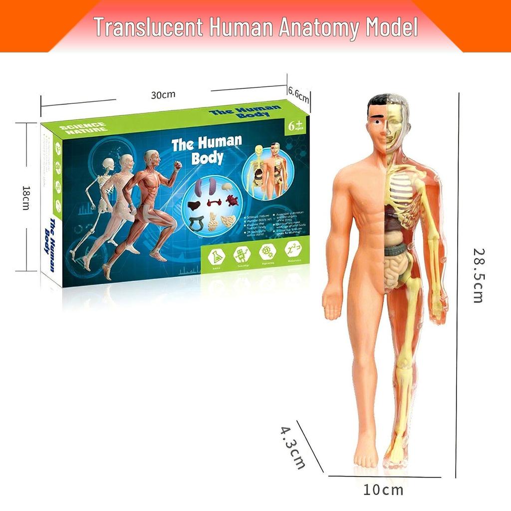Children's Educational Human Anatomy Model - Skeleton & Organ Structure Toy for Medical Teaching