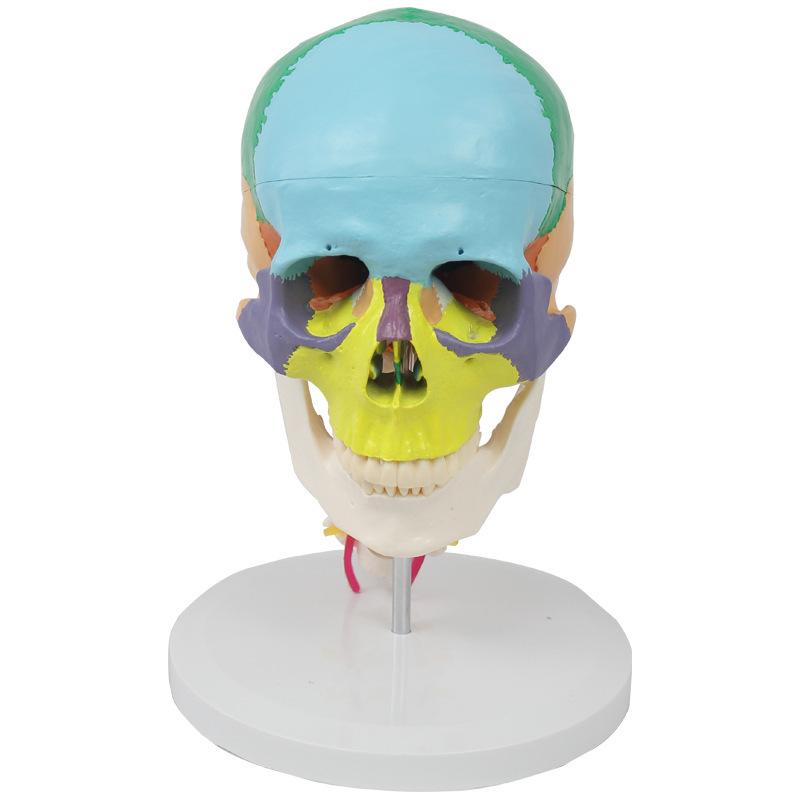 Colored 7-Section Cervical Spine and Skull Model for Orthopedic Teaching