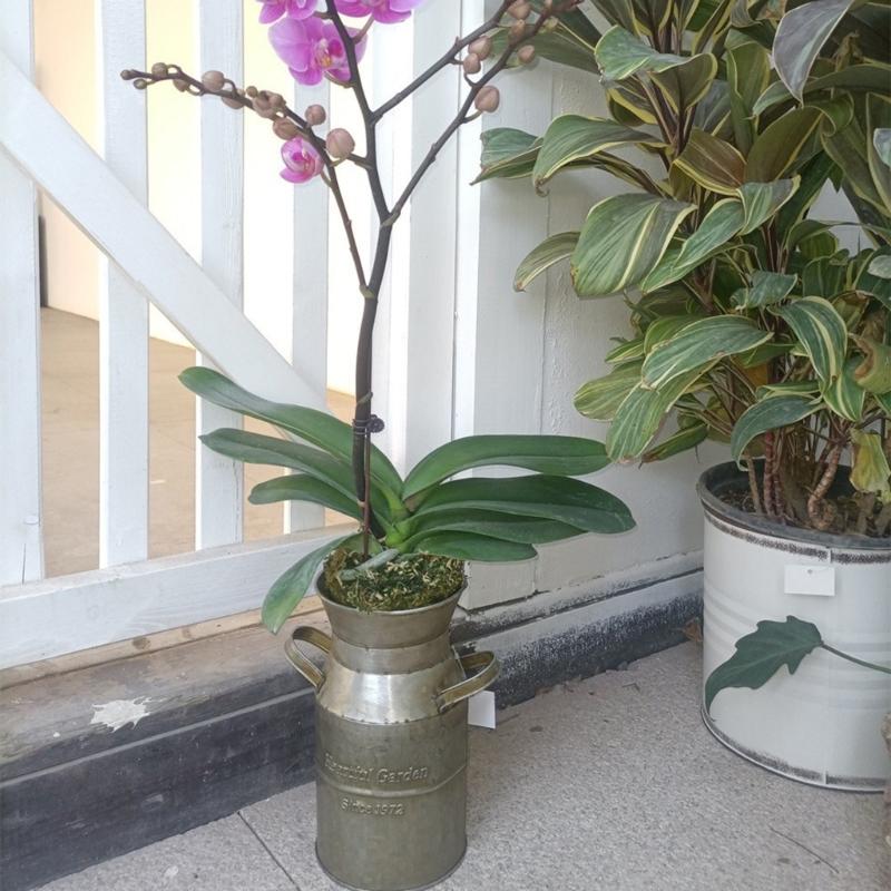 Fransk lantlig stil Antik blomvas Rural bordsdekorationer Inomhus Utomhus Bröllopsfestdekoration Järn Planteringskruka Hink