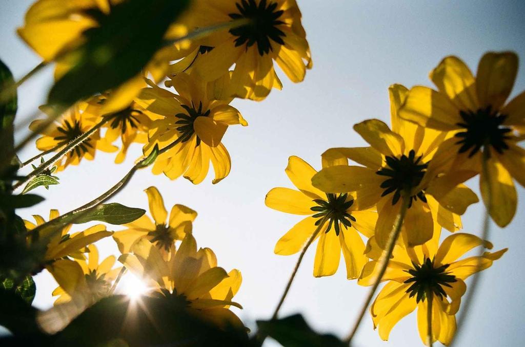 Kodak Color Negative Kodacolor 36 Pack of 3 Film, 100, 35mm, Exposures,