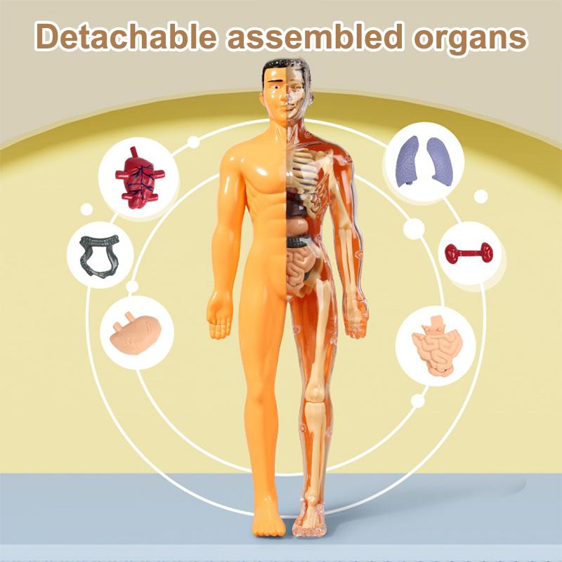 3D lidská kostra, anatomie orgánů, vědecký model, sada pro dětské tělesné vzdělávání, odnímatelné simulační modely pro kutily a sestavování orgánů