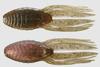 Jackall Soft Lure RV-Drift Craw 4 Inch Zarigani (2453)