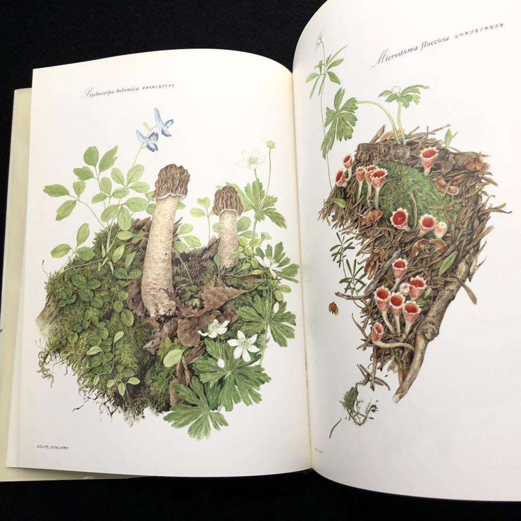 [USED] Michiko Kobayashi Art Collection "Mushrooms" 1993 First Edition Yama-to-Keikoku-sha