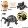 4D Insect Model Toy Set: Ladybug, Stag Beetle, Centipede, Ant, Fly, Mantis