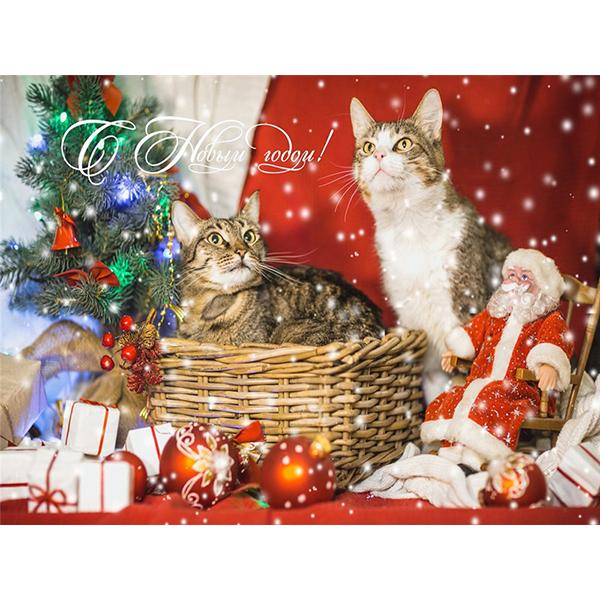 

5D DIY алмазная живопись Кот ремесленный комплект полный квадратный круглый алмаз вышивка животных крестиком мозаика комплект рождественские украшения Full Round 20x30CM