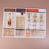 Guias de Estudo de Anatomia e Fisiologia - Conjunto de 10 Guias de Anatomia Humana para Estudantes de Enfermagem Profissões Médicas