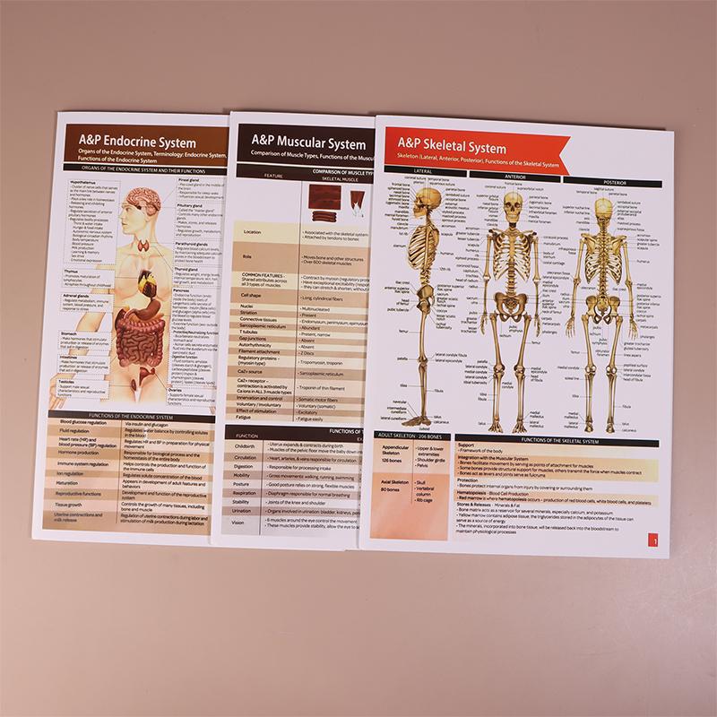 Guias de Estudo de Anatomia e Fisiologia - Conjunto de 10 Guias de Anatomia Humana para Estudantes de Enfermagem Profissões Médicas