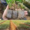 100pcs Biodegradable Seed Nursery Bags, Non-Woven Plants GrowBags, Fabric Seedling Pots Plants Pouch, Home Garden Supply
