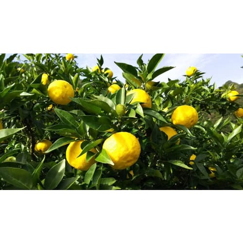 SHIRO Yuzu Face Mist 120mL