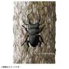 Takara Tomy Ania AS-41 Flat Stag Beetle Figure (Black, x 1)
