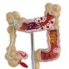 2025+  Pathological Colorectal Model Large Intestine Model Gastrointestinal Anatomical Model