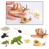 Animals Growth Life Cycle Early Teaching Toy Gifts