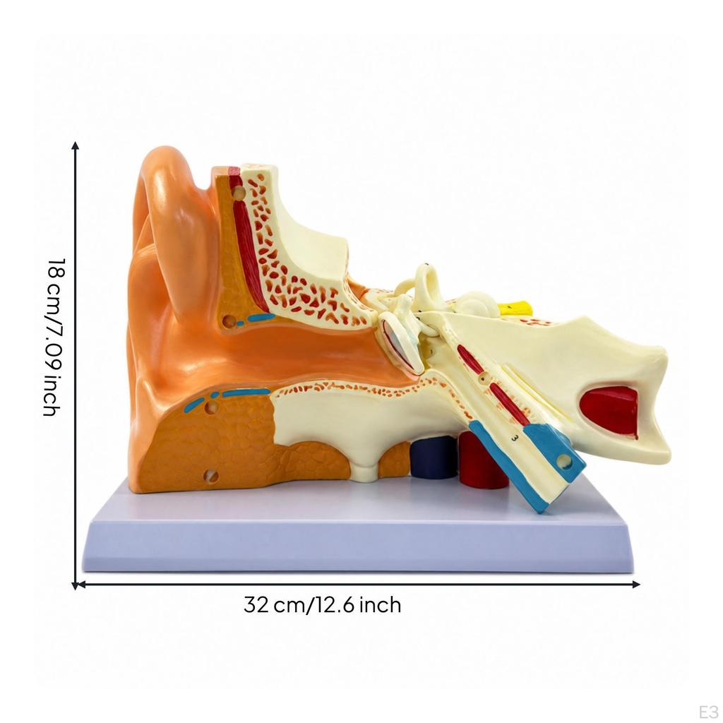 Ear Structure Model Detailed Human PVC for Students