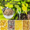 Stainless Steel Bird Bowl Cup Dish with Clamp Parrot Food Water Dishes Birdcage Feeder for Cockatiel Budgie Conure Macaw