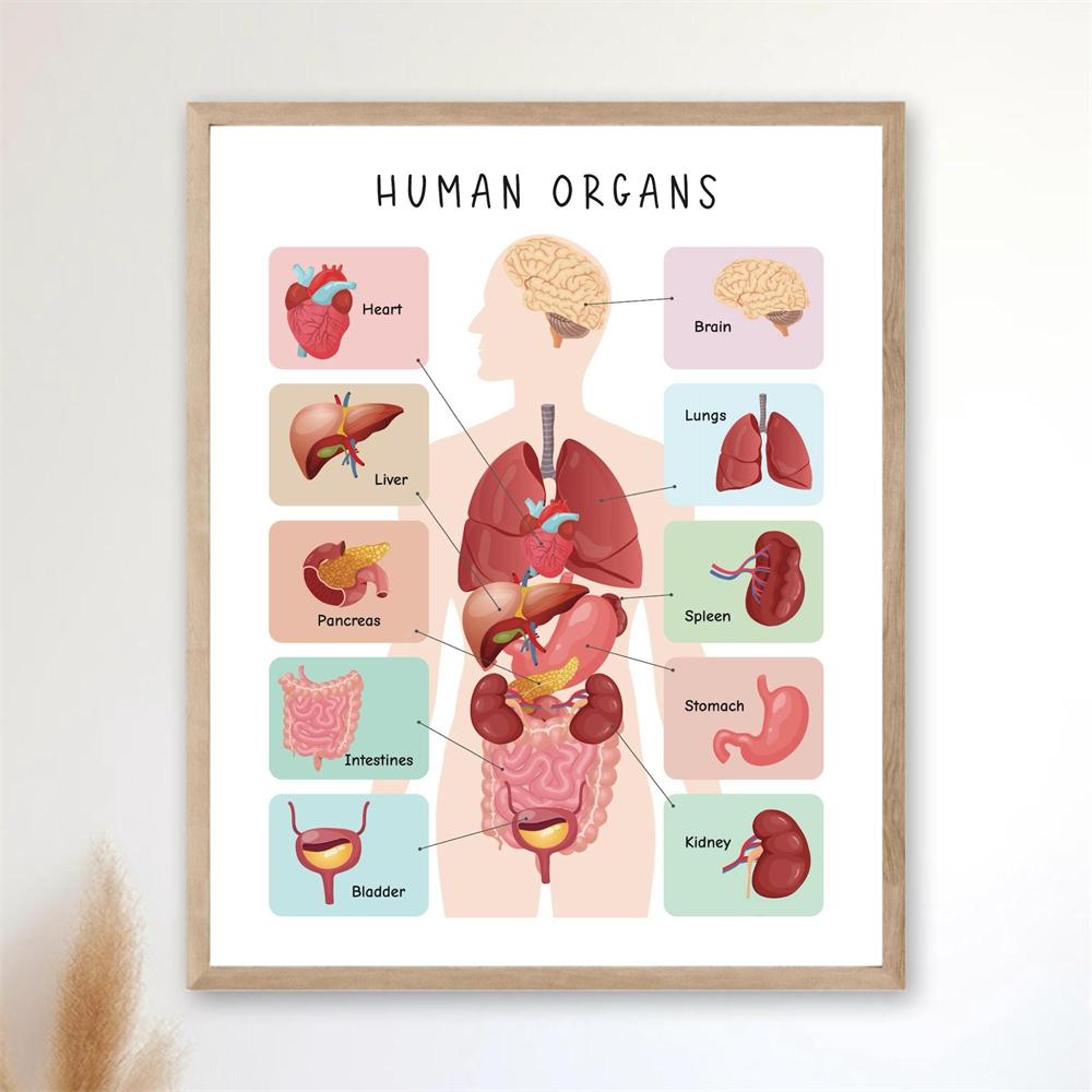 Menschlicher Körper Poster Gesundheitserziehung Drucke Anatomie Poster Organe Tabelle Anatomie Skelett Homeschool Dekor Pädagogischer Druck Poster