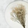 Gipsówka Stabilizowana - (Gypsophila) - Naturalna Biała