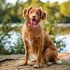 Adjustable Reflective Dog Collar Leather Dog Footprint Collar  Pet Daily Necessities