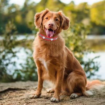 Köpek – Köpek Tasmaları ve Tasma Kayışları