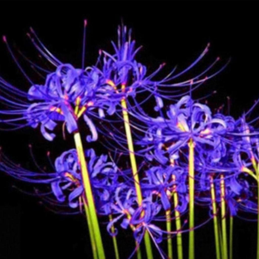 blue-spider-lily-kimetsu-no-yaiba-wiki-fandom-48-off