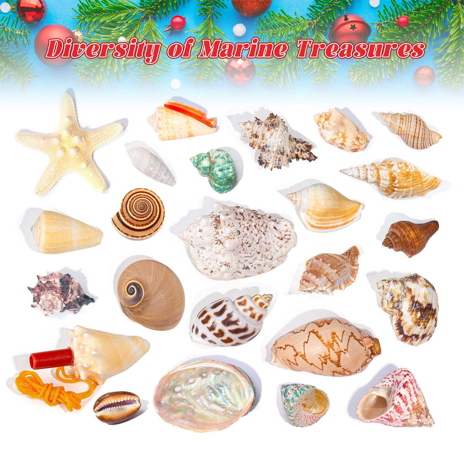 

2025 Seashells Advent Calendar 24 Days Of Christmas Countdown Toys Learning Collection Seashells Model For Kids Adults S